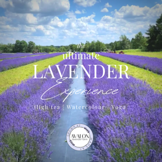 2024 The Ultimate Lavender Experience