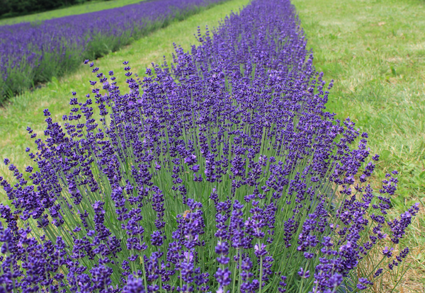 Science Links Lavender to Trusting